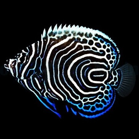 Pomacanthus imperator L - Tank Bred