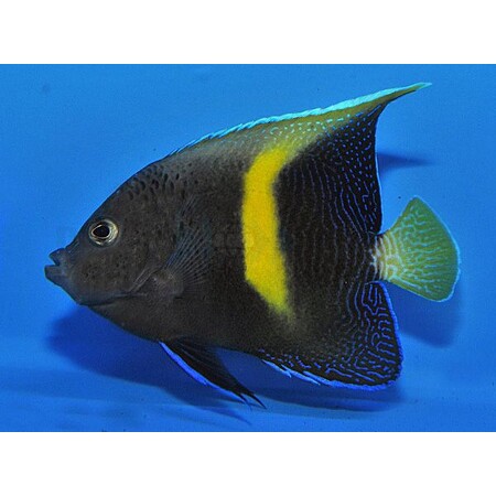Pomacanthus maculosus (Yellowbar Angelfish) - Tank Bred L