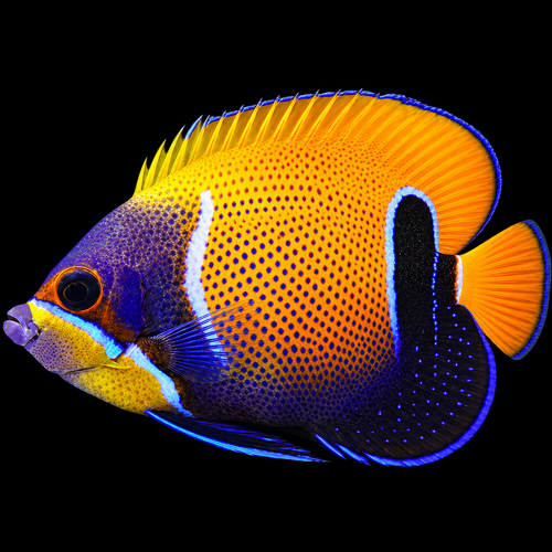 Pomacanthus navarchus (Majestic Angelfish) (Adult) S