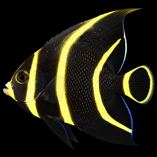 Pomacanthus paru (French Angelfish) T