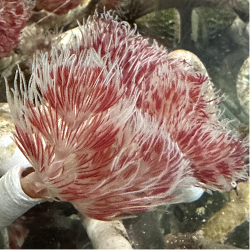 Protula Rood / Wit (Rode / Witte coco worm) M