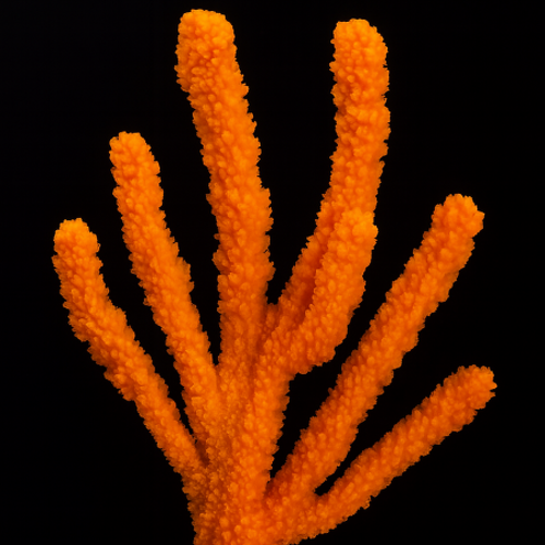 Pseudaxinella polycapella XL (Ong. 25 cm)