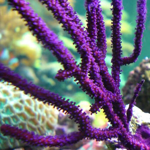Pseudopterogorgia elisabethii (Purple frilly gorgonian) Frag (Ong. 2-3 cm)