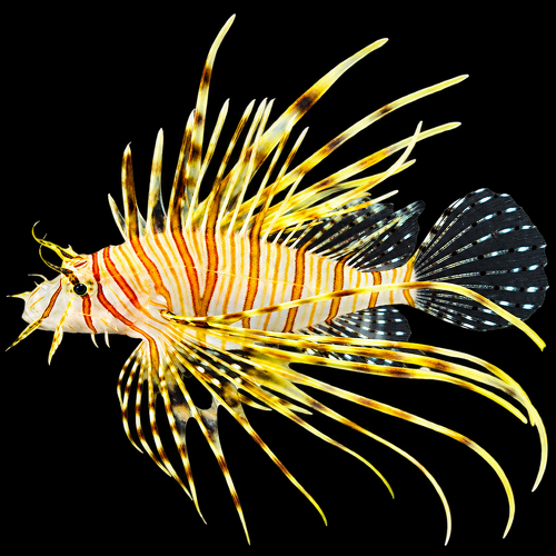 Pterois volitans T