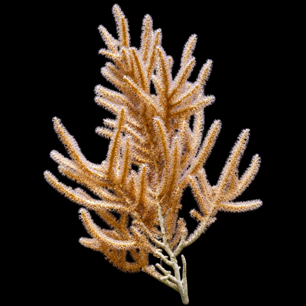Rumphella gorgoon (slimmy seafan) M (Ong. 6-10 cm)
