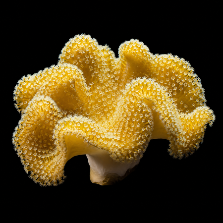 Sarcophyton Fiji Golden Toadstool L (Ong. 11-15 cm)