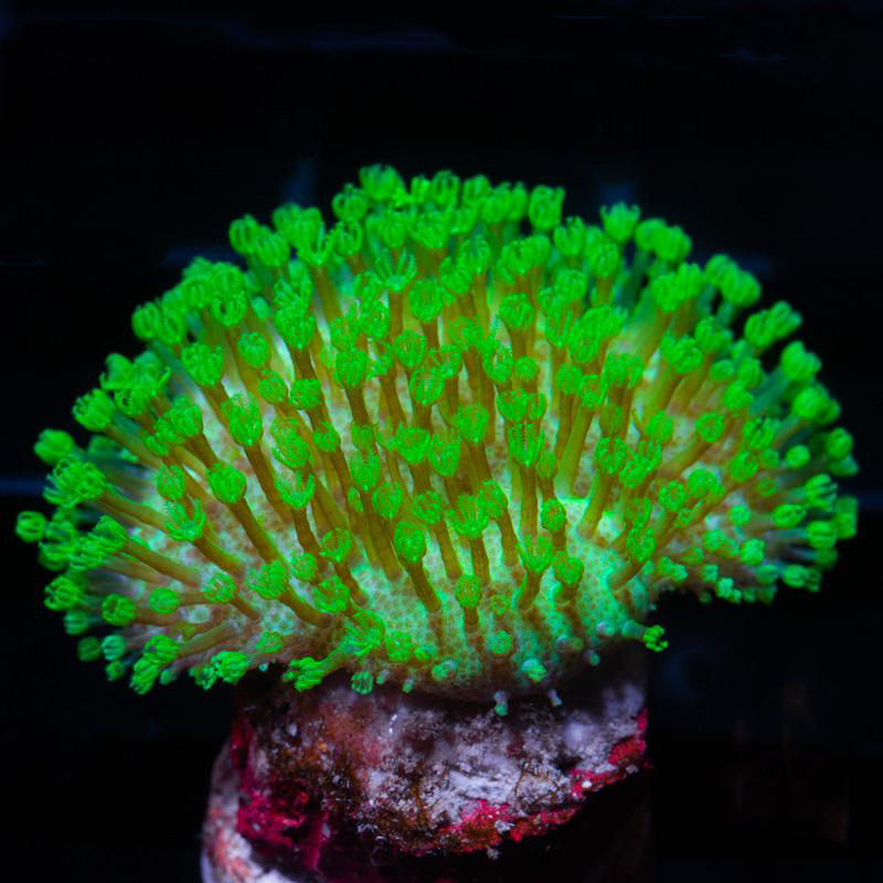 Sarcophyton Neon Groen L (Ong. 15 cm)