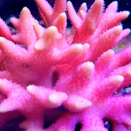 Seriatopora Caliendrum Roze XL (Ong. 11-12 cm)