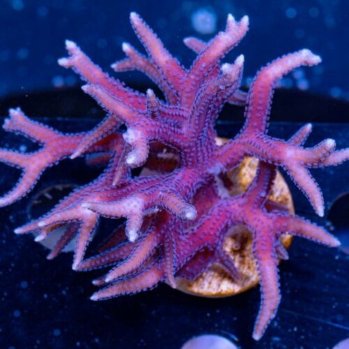 Seriatopora hystrix Paars / Roze XXL (Ong. 12-15 cm)