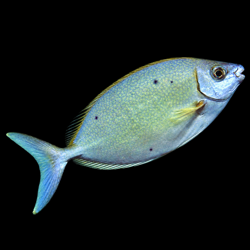 Siganus argenteus L