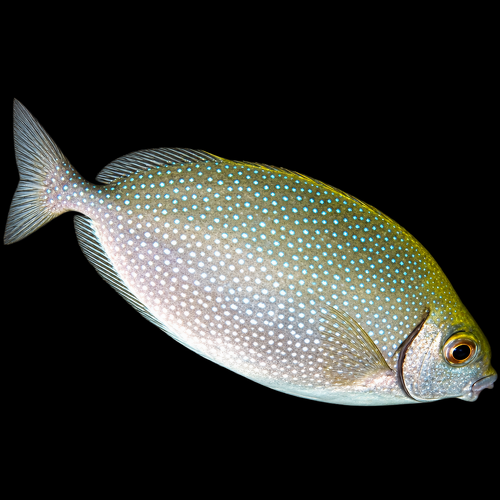 Siganus canaliculatus S