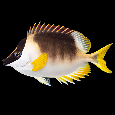 Siganus magnificus L