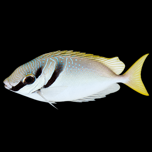 Siganus virgatus S
