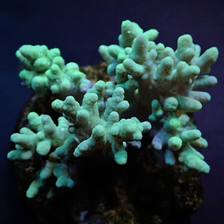 Sinularia spp. (Yellow-Green) M (Ong. 10 cm)