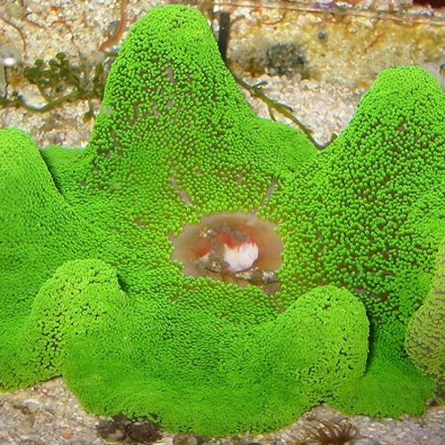 Stichodactyla Gigantea (Groene tapijtanemoon) XL (25+ cm)