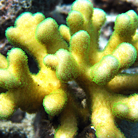 Stylophora Geel / Groen S (Ong. 5-6 cm)