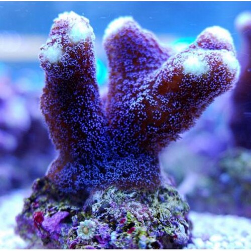 Stylophora Paars XL (Ong. 11-12 cm)