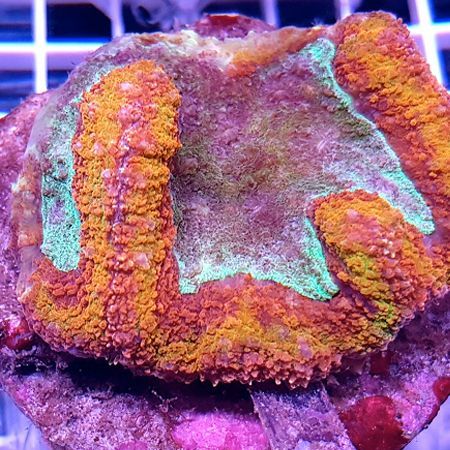 Symphyllia (green/red bicolor) M (Ong. 6-7 cm)