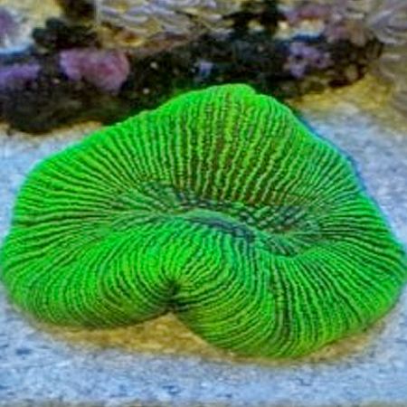 Trachyphyllia Ultra Green L (Ong. 7-8 cm)