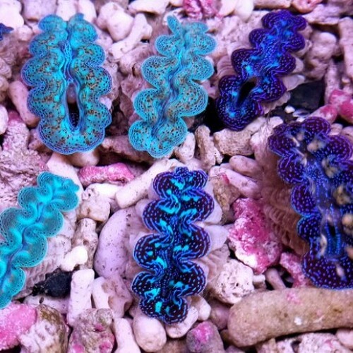 Tridacna Crocea Ultra Grade (Circa 9 cm)