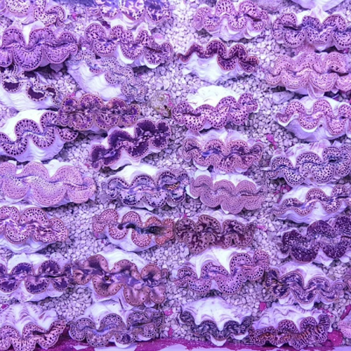 Tridacna Maxima - Gold (15 cm)