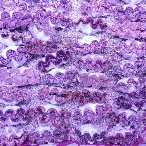 Tridacna Maxima - Gold (2 CM)