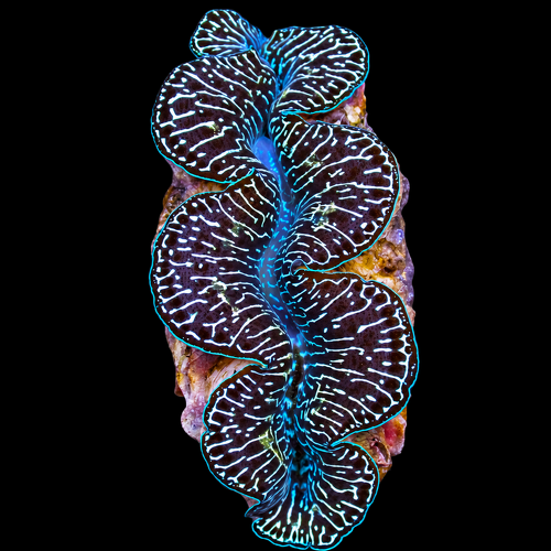 Tridacna maxima (Black Tiger) (Circa 11 cm)