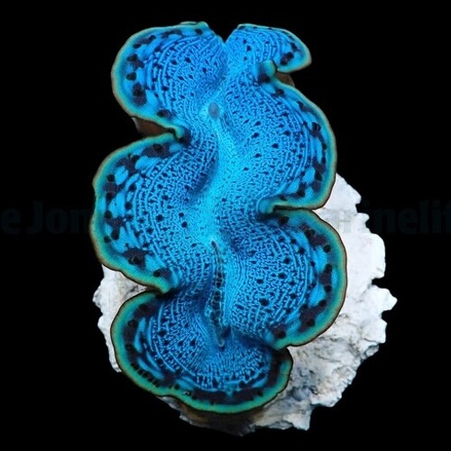 Tridacna maxima (Blauw) (3cm)