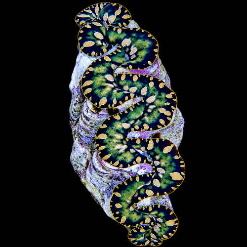 Tridacna maxima (Greenish) (14cm)