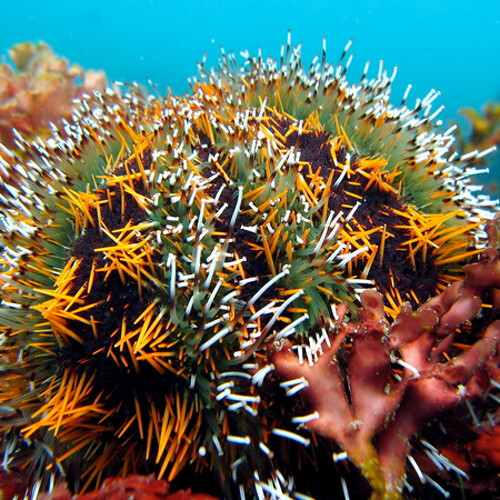 Tripneustes Gratilla (Gestreepte Zee&euml;gel) S (Ong 2-3 cm)