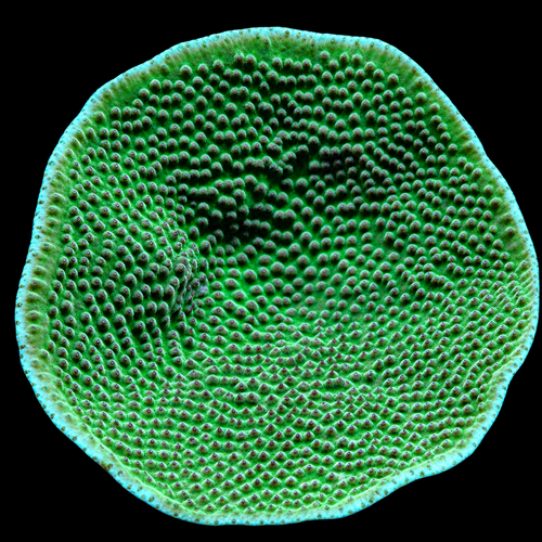 Turbinaria Mesenterina S (Ong. 4-5 cm)