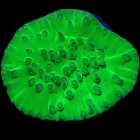 Turbinaria Ultra Green M (Ong. 6-7 cm)