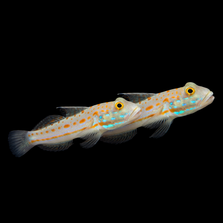 Valenciennea puellaris (Diamond Watchman Goby) (koppel)