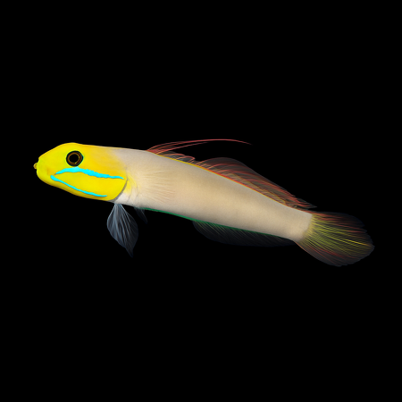 Valenciennea strigata (Blueband goby) M/L