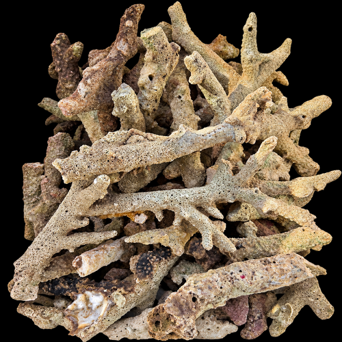 Wild levend steen (bones) Indonesia  10Kg.