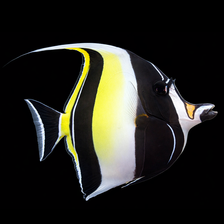 Zanclus cornutus (Moorse idol) XL