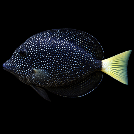 Zebrasoma gemmatum (Gem Tang) M