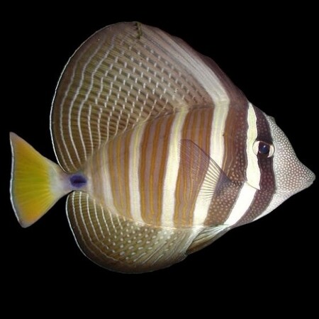Zebrasoma veliferum (Zeilvindoktersvis) L