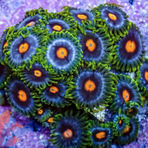 Zoanthus Blow Pop M (11-15 poliepen)