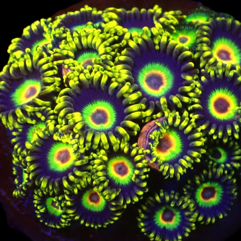 Zoanthus Buffalo Soldier S (4 - 5 poliepen)