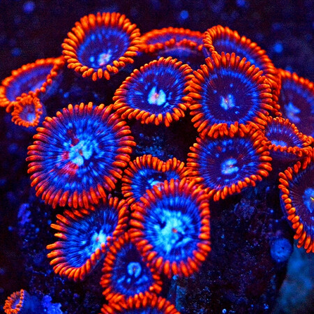 Zoanthus Fire & Ice L (8-9 poliepen)