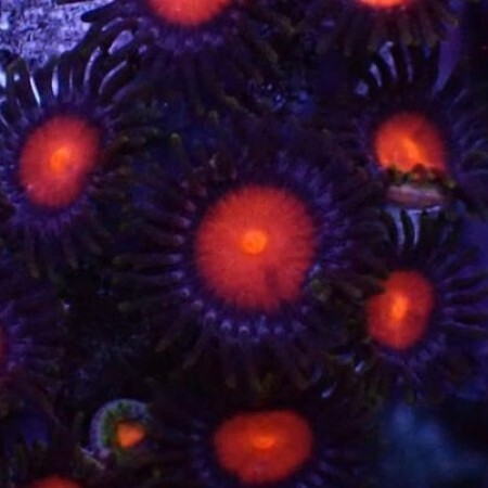 Zoanthus Hawaiian Sunset M (11-15 poliepen)