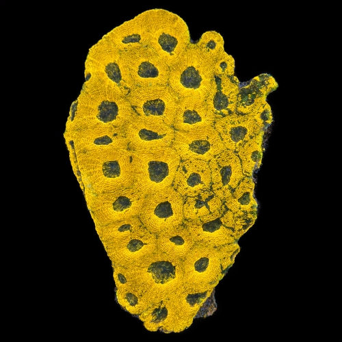 Acanthastrea Echinata L (Ong. 8-9 cm) WYSIWYG (1790874352967)