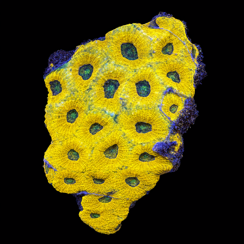 Acanthastrea Echinata L (Ong. 8-9 cm) WYSIWYG (1790874369203)