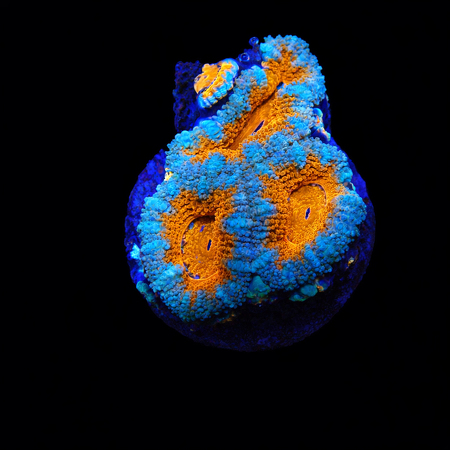Acanthastrea Lordhowensis Frag (Ong. 2-3 cm) WYSIWYG (1778574498019)