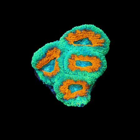 Acanthastrea Lordhowensis Frag (Ong. 2-3 cm) WYSIWYG (1778574500662)