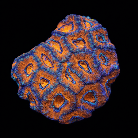Acanthastrea Lordhowensis L (Ong. 8-9 cm) WYSIWYG (1783885522858)