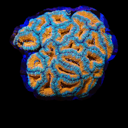 Acanthastrea Lordhowensis Premiun WYSIWYG (1770550832233)