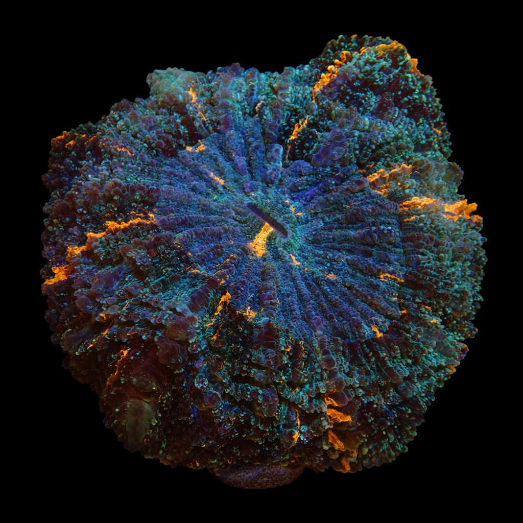 Acanthophyllia Deshayi XL (Ong. 10-12 cm) WYSIWYG (1779735643187)