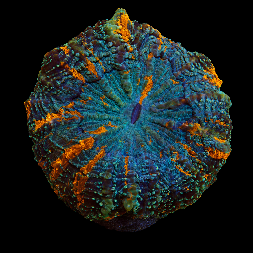 Acanthophyllia Deshayi XL (Ong. 10-12 cm) WYSIWYG (1779735677321)